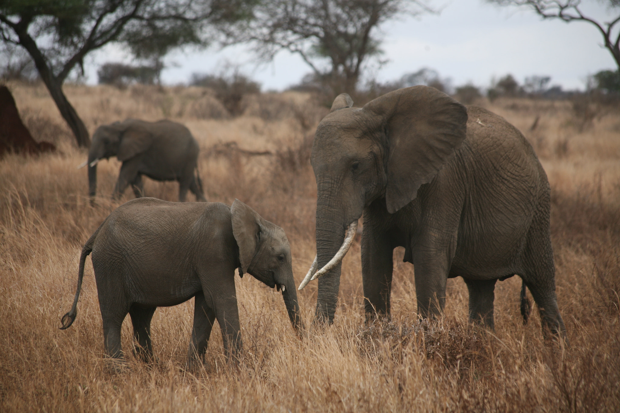 Canon EOS 5D sample photo. Tanzania photography