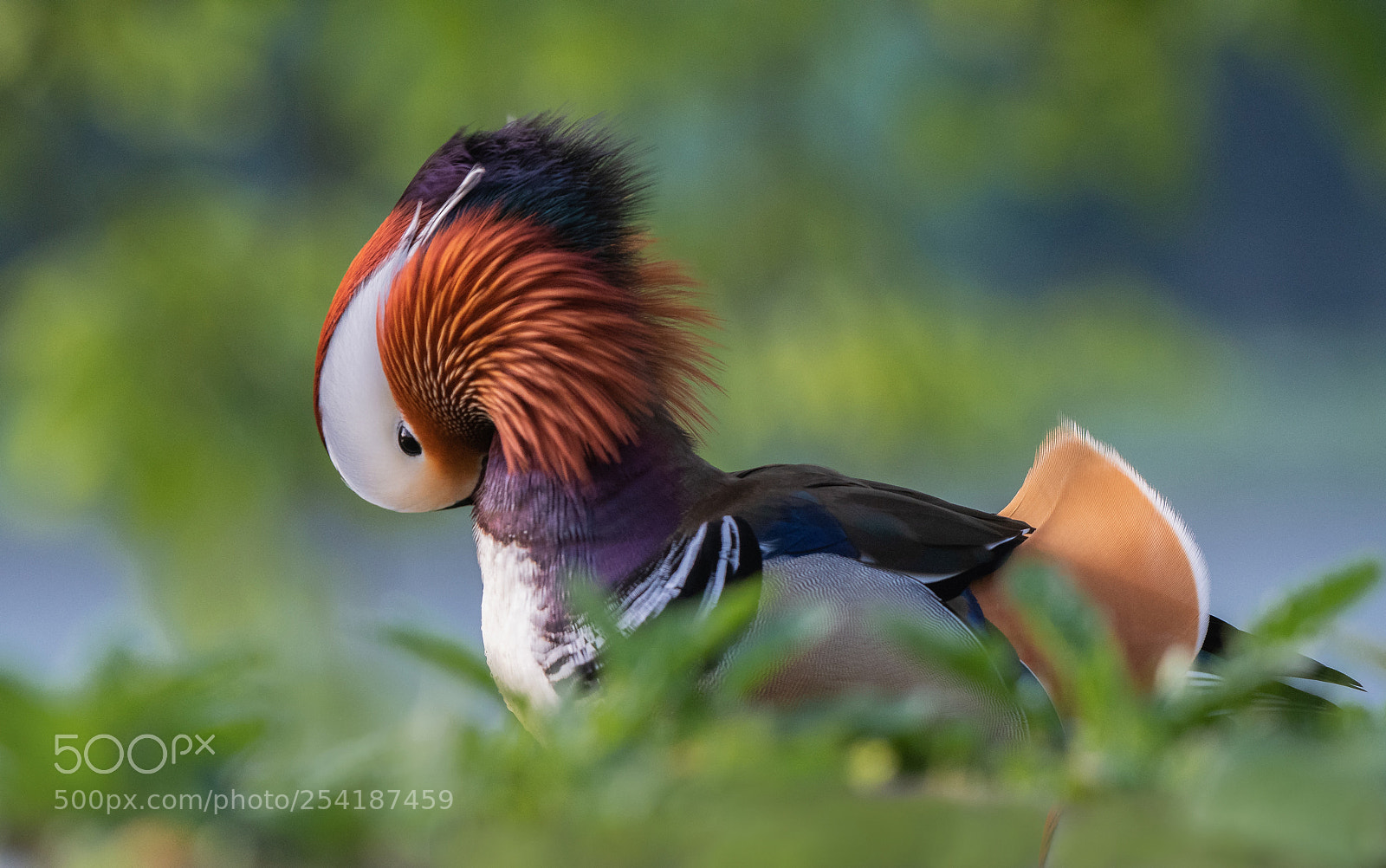 Nikon D500 sample photo. Mandarin duck... photography