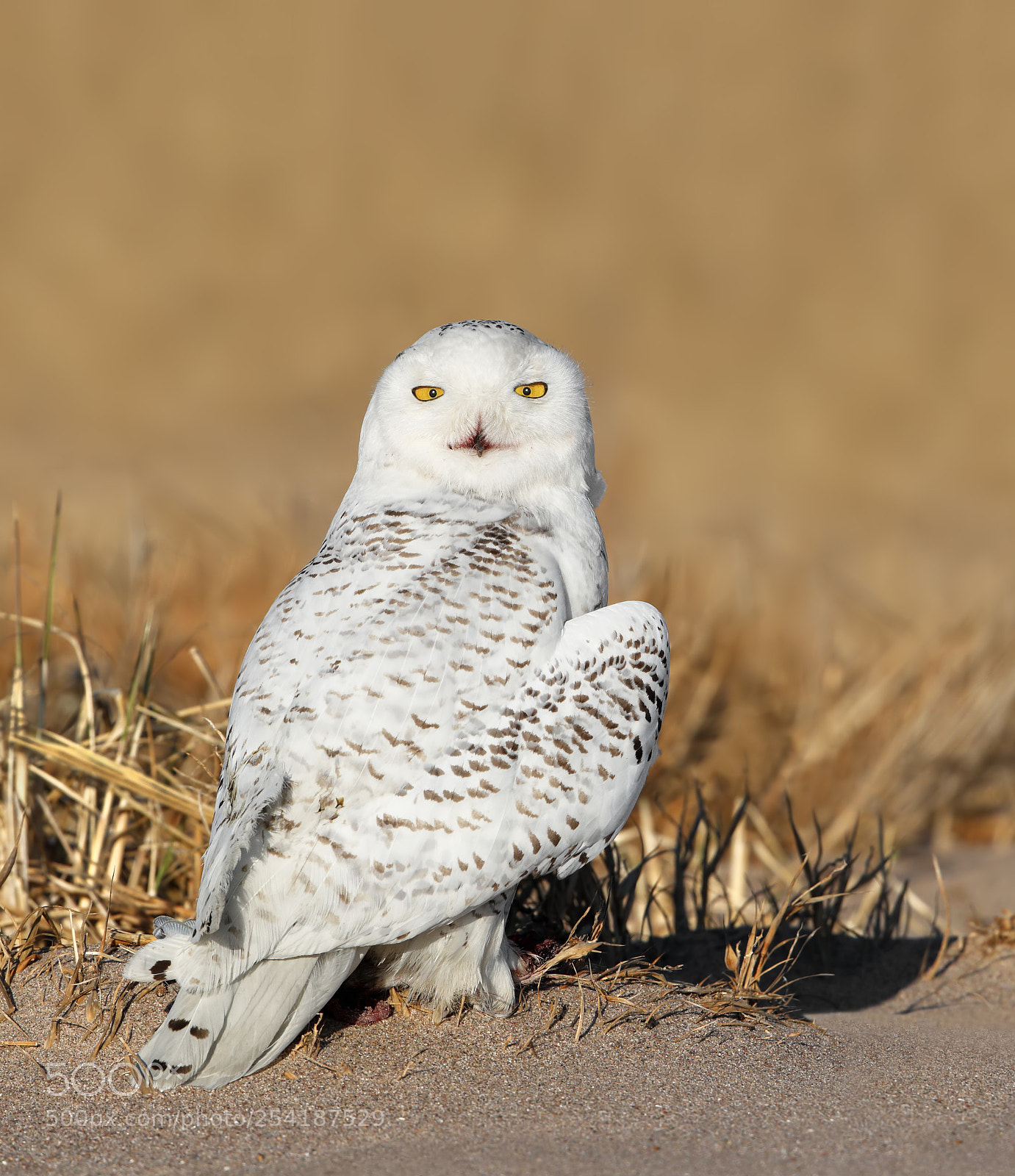 Canon EOS-1D X Mark II sample photo. Snowy owl with prey photography