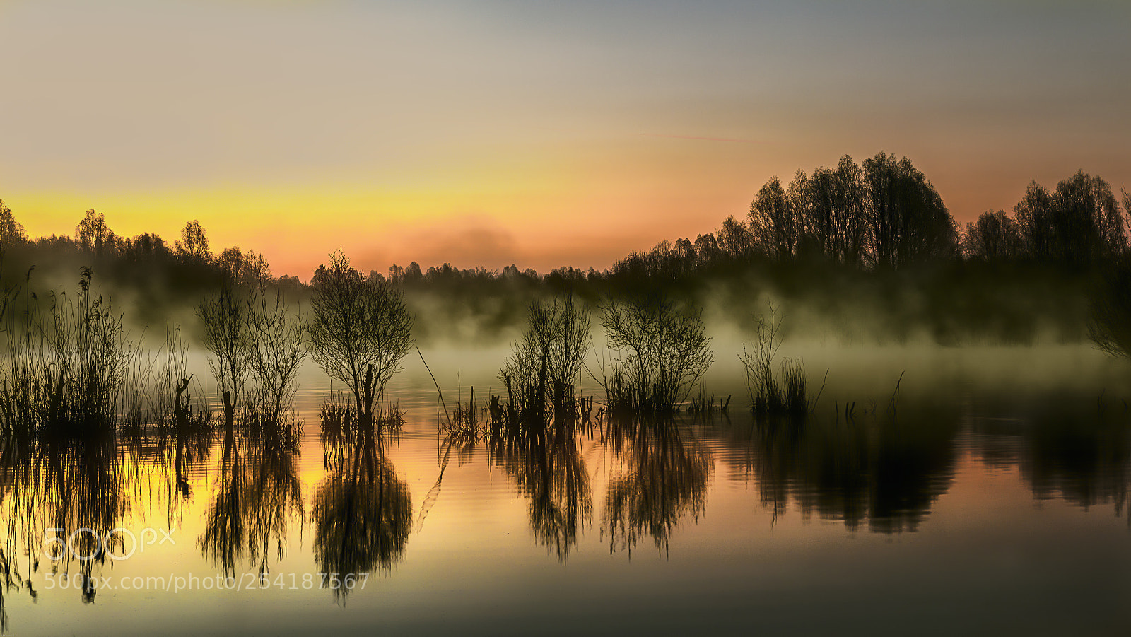 Canon EOS 5DS R sample photo. Trees in the water photography