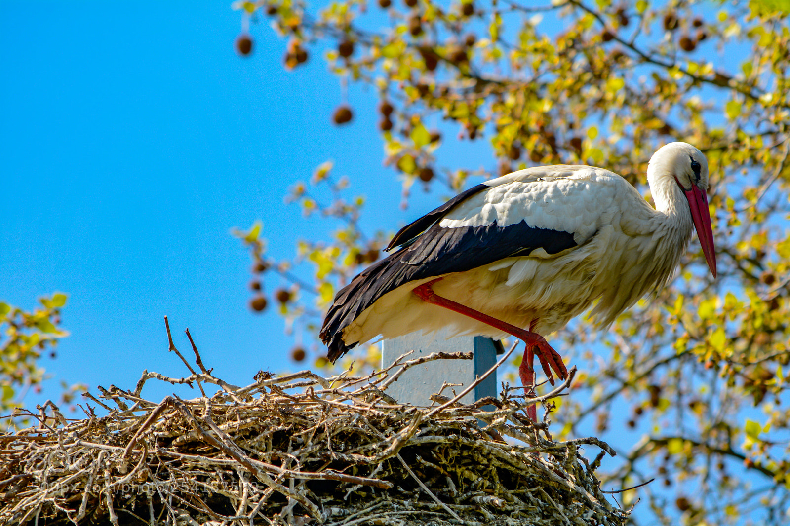 Nikon D7100 sample photo. Storch photography