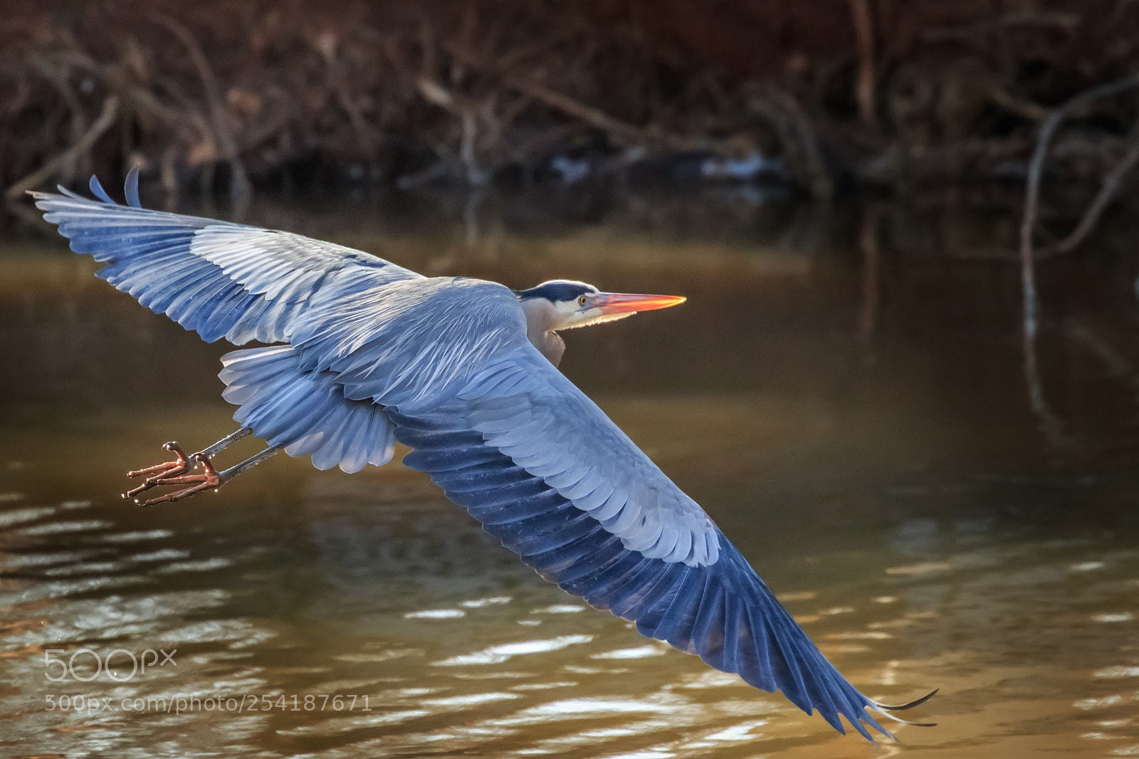 Canon EOS 7D Mark II sample photo. Great blue heron ardea photography