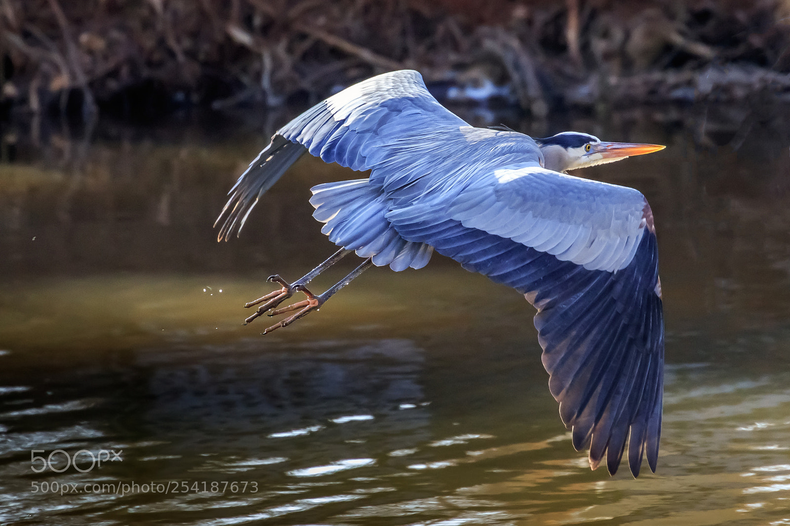 Canon EOS 7D Mark II sample photo. Great blue heron ardea photography