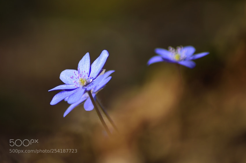 Nikon D7200 sample photo. *** photography