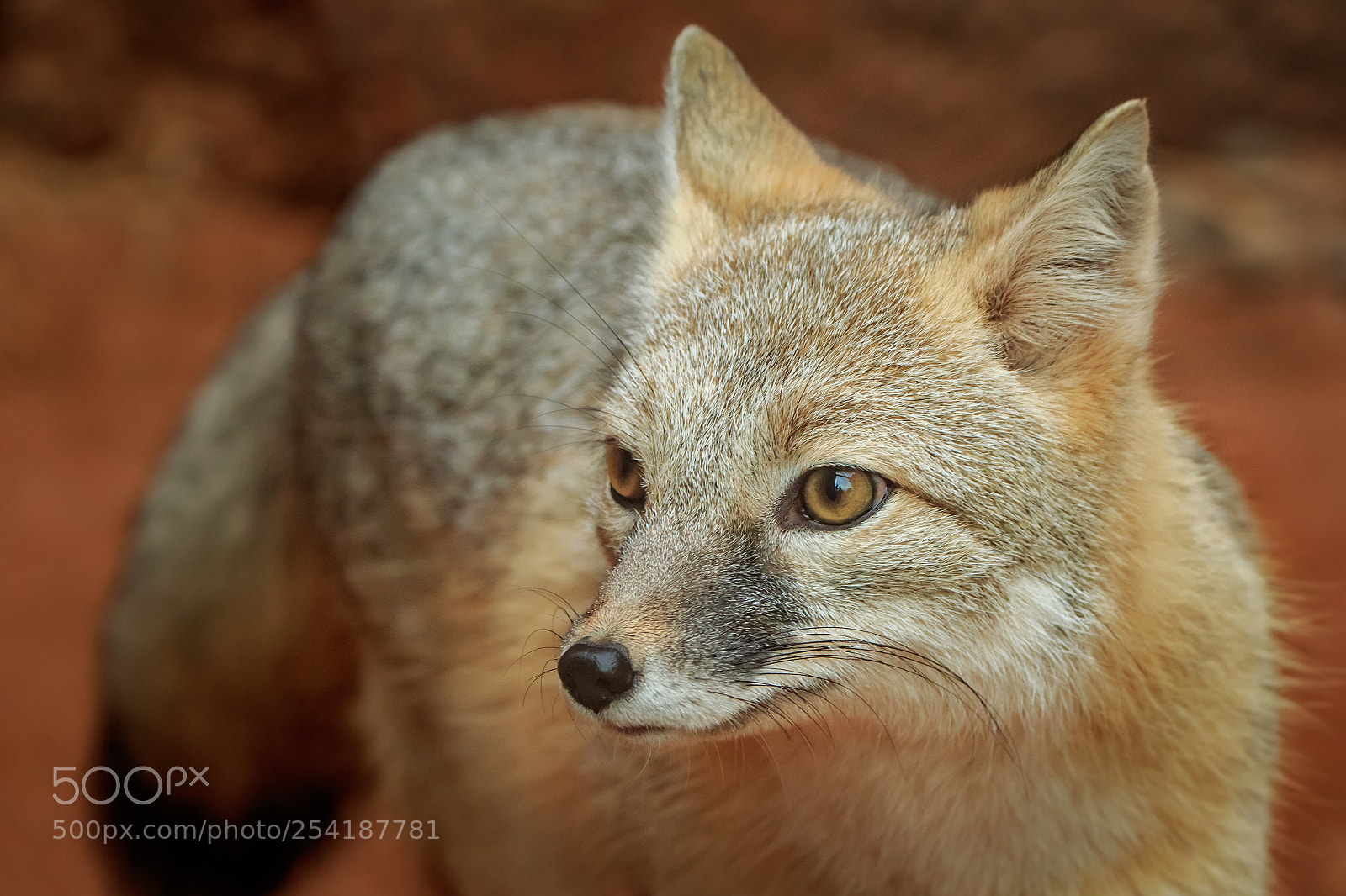 Canon EOS 7D Mark II sample photo. Swift fox (vulpes velox) photography