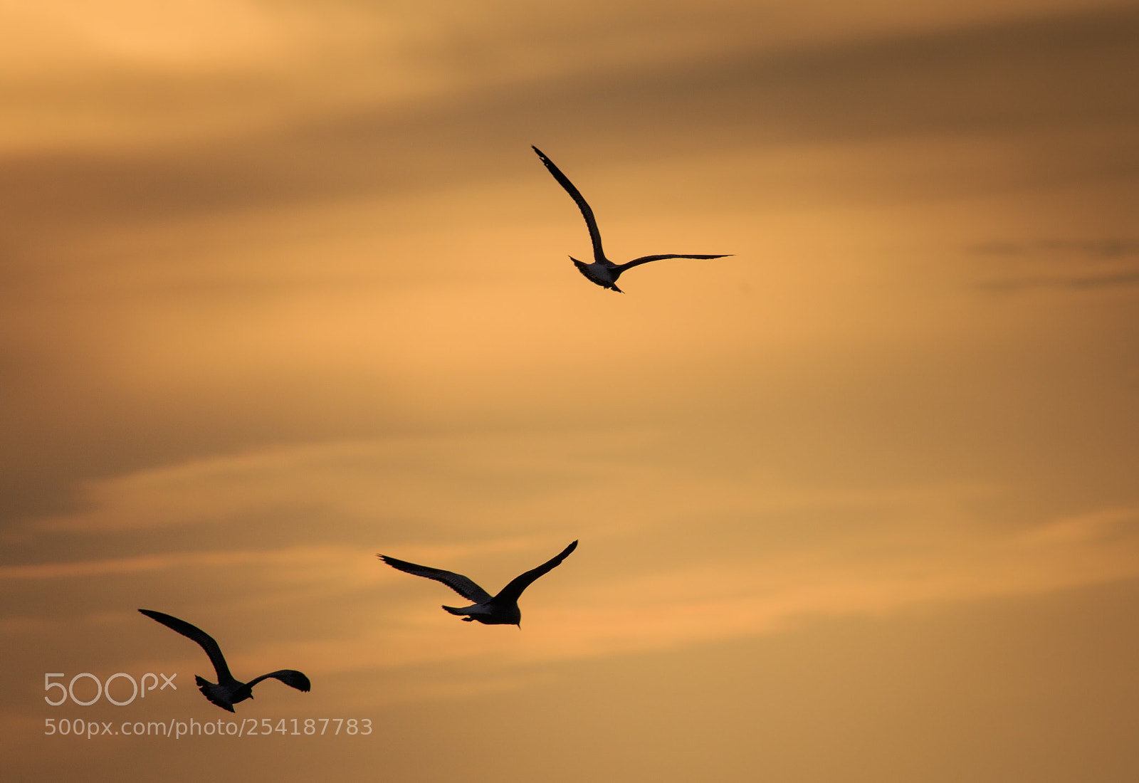 Canon EOS 7D Mark II sample photo. Flying gull silhouette photography