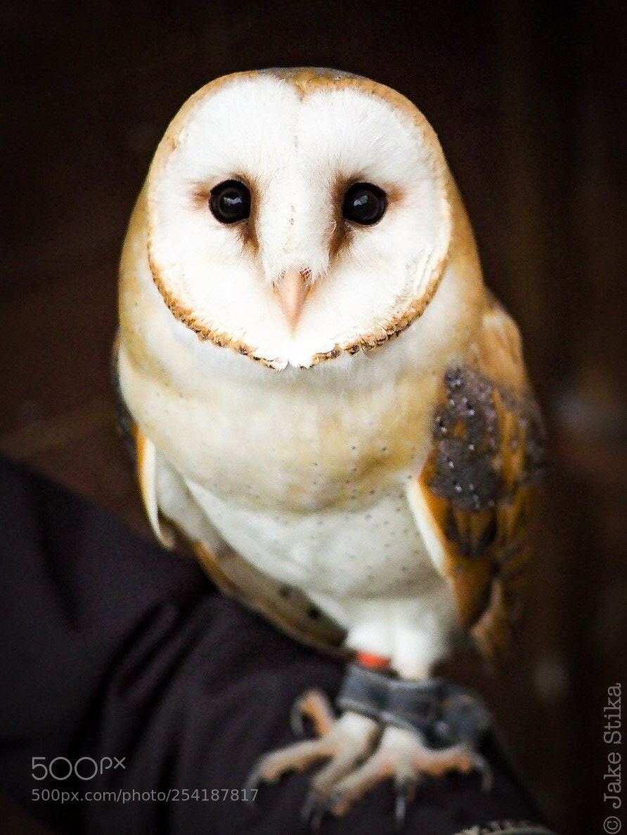 Olympus OM-D E-M1 sample photo. Schatzi photography