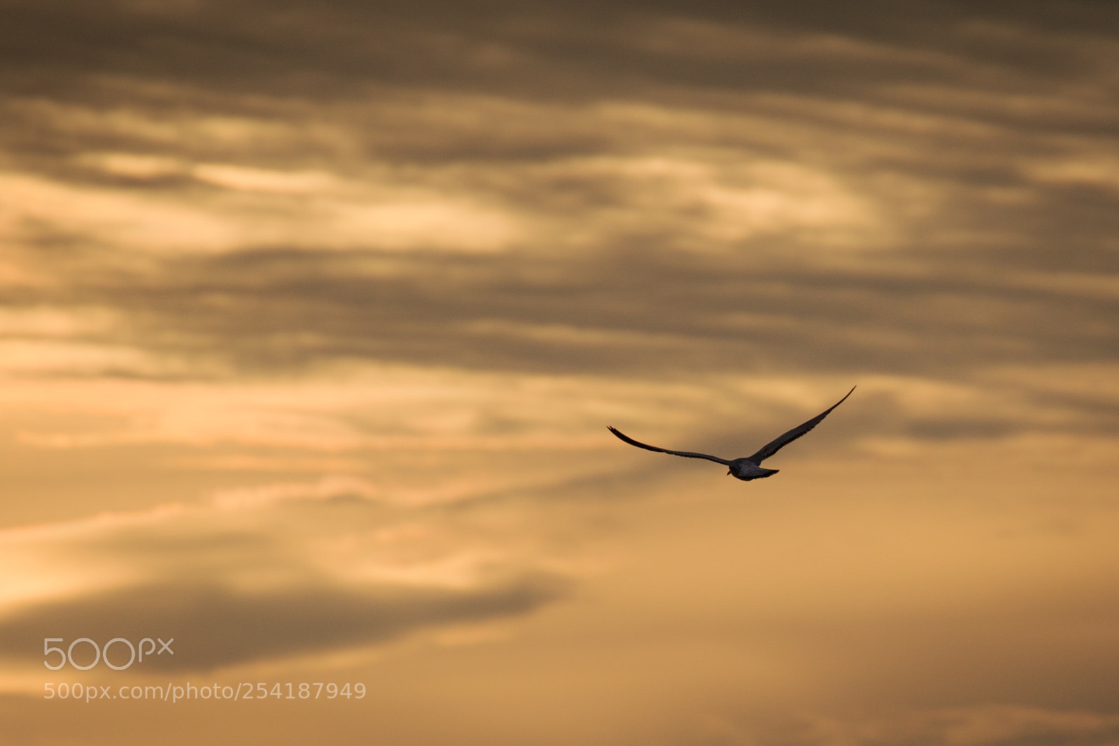 Canon EOS 7D Mark II sample photo. Flying gull silhouette photography