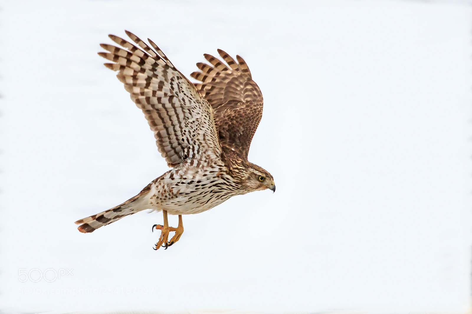 Canon EOS 7D Mark II sample photo. Cooper's hawk (accipiter cooperii) photography