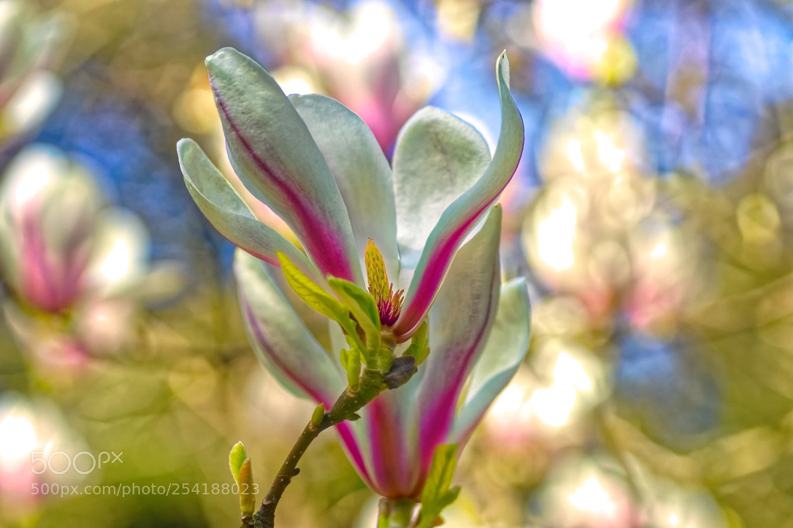 Sony SLT-A99V sample photo. Magnolia. photography