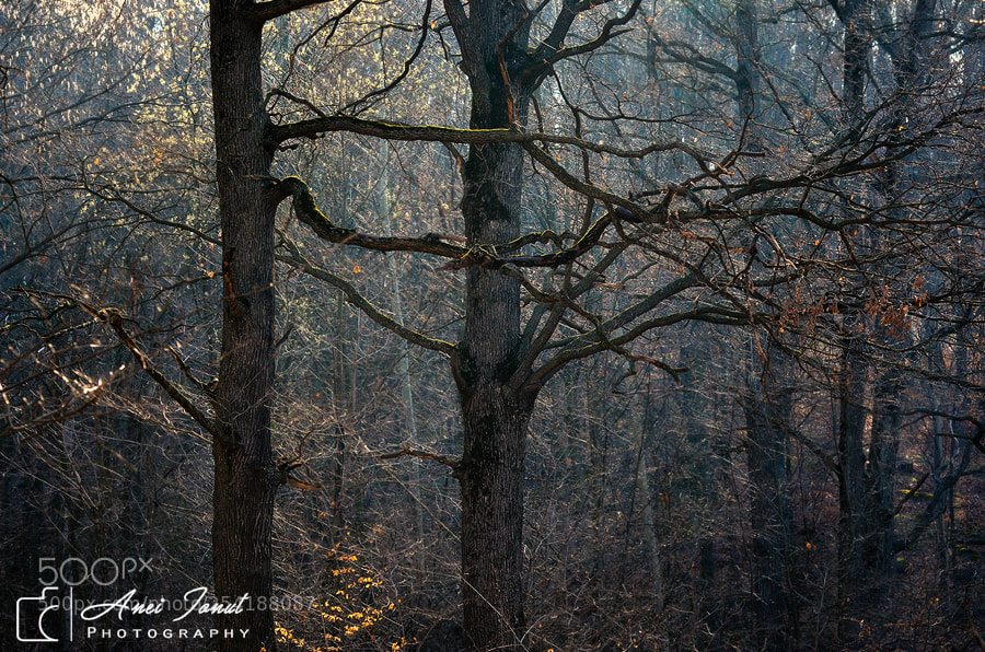 Nikon D7100 sample photo. Morning light photography