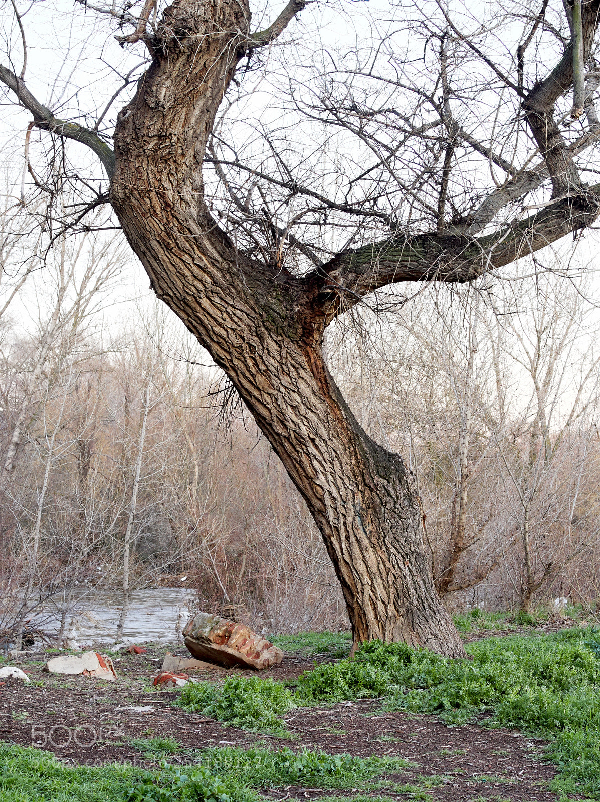 Olympus OM-D E-M10 III sample photo. Twisted texture photography