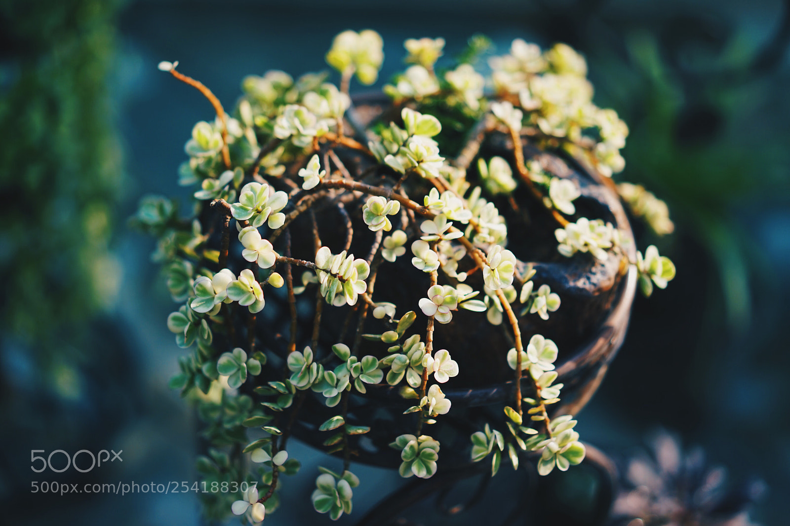 Sony a7 sample photo. Untitled photography
