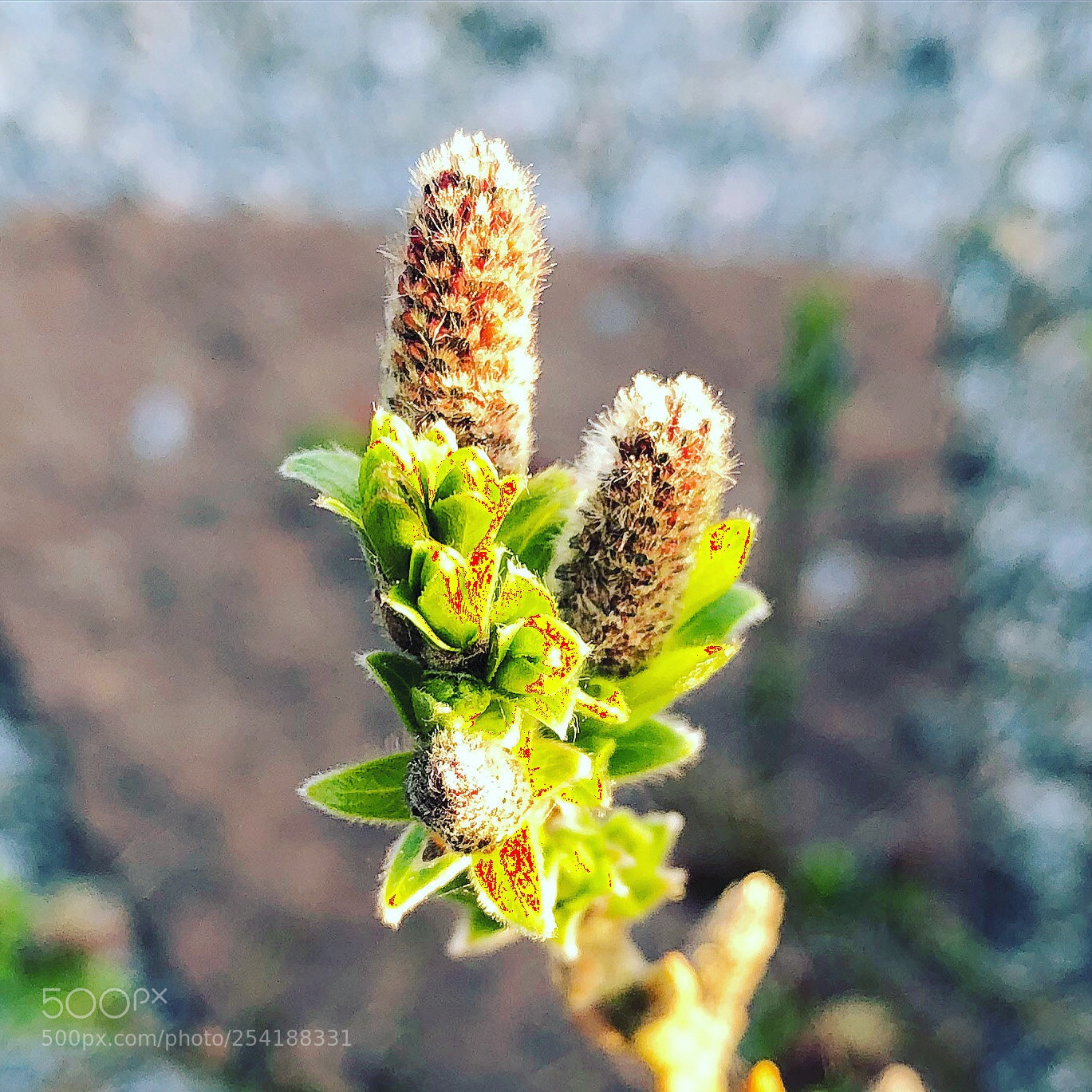 Apple iPhone 8 Plus sample photo. April springshoot photography