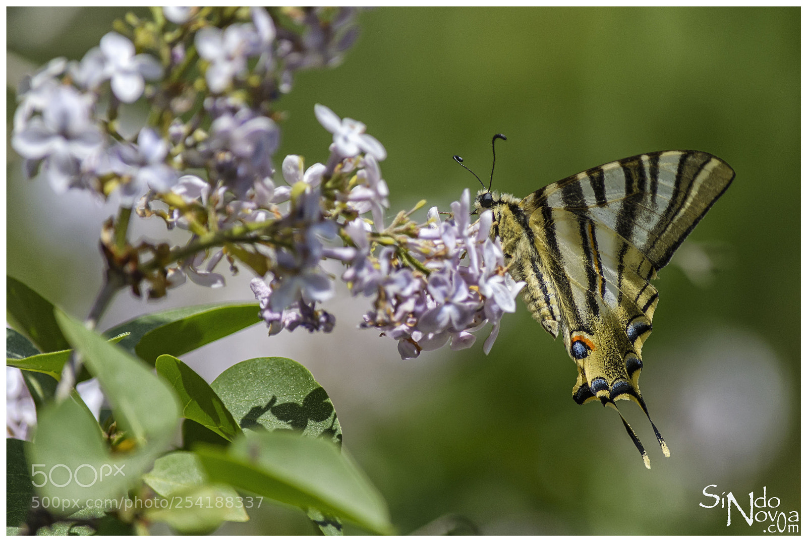 Nikon D5200 sample photo. Butterfly photography