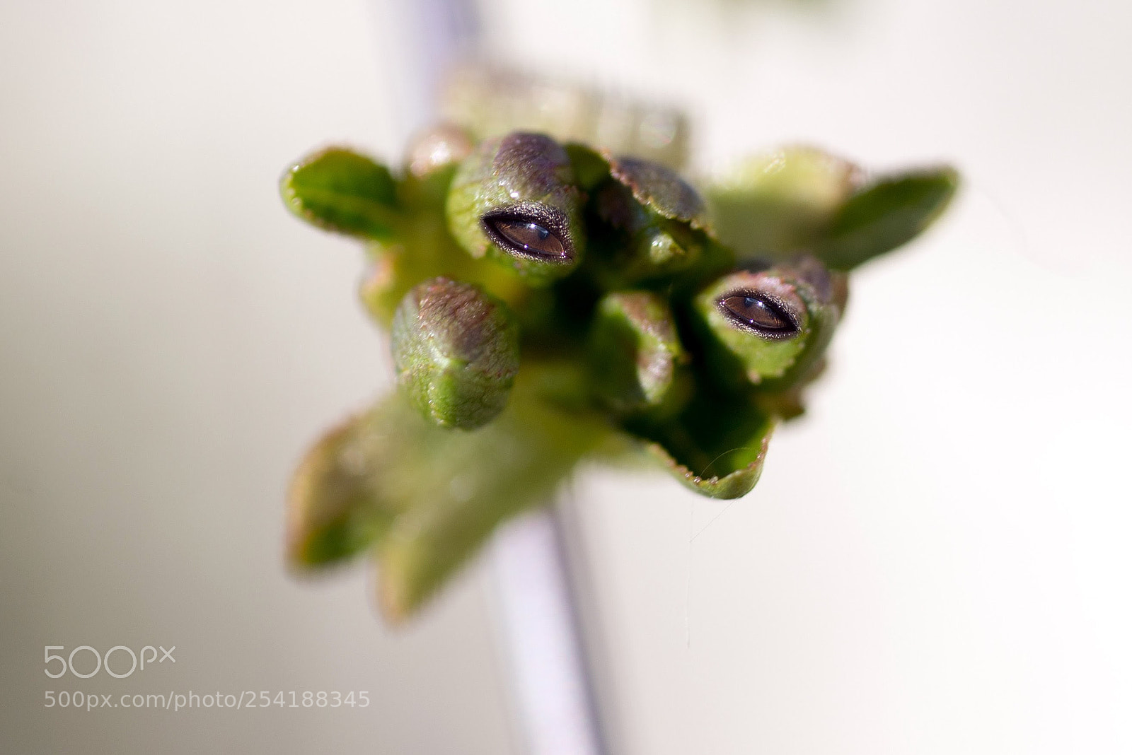 Nikon D600 sample photo. Почки с глазками photography