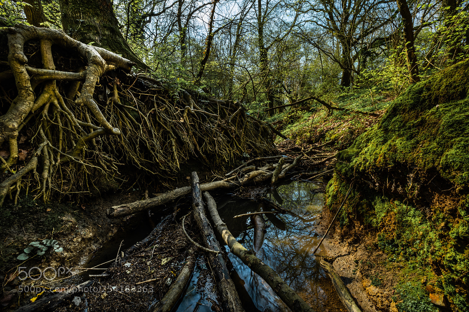 Canon EOS 5D Mark IV sample photo. Bank of roots photography