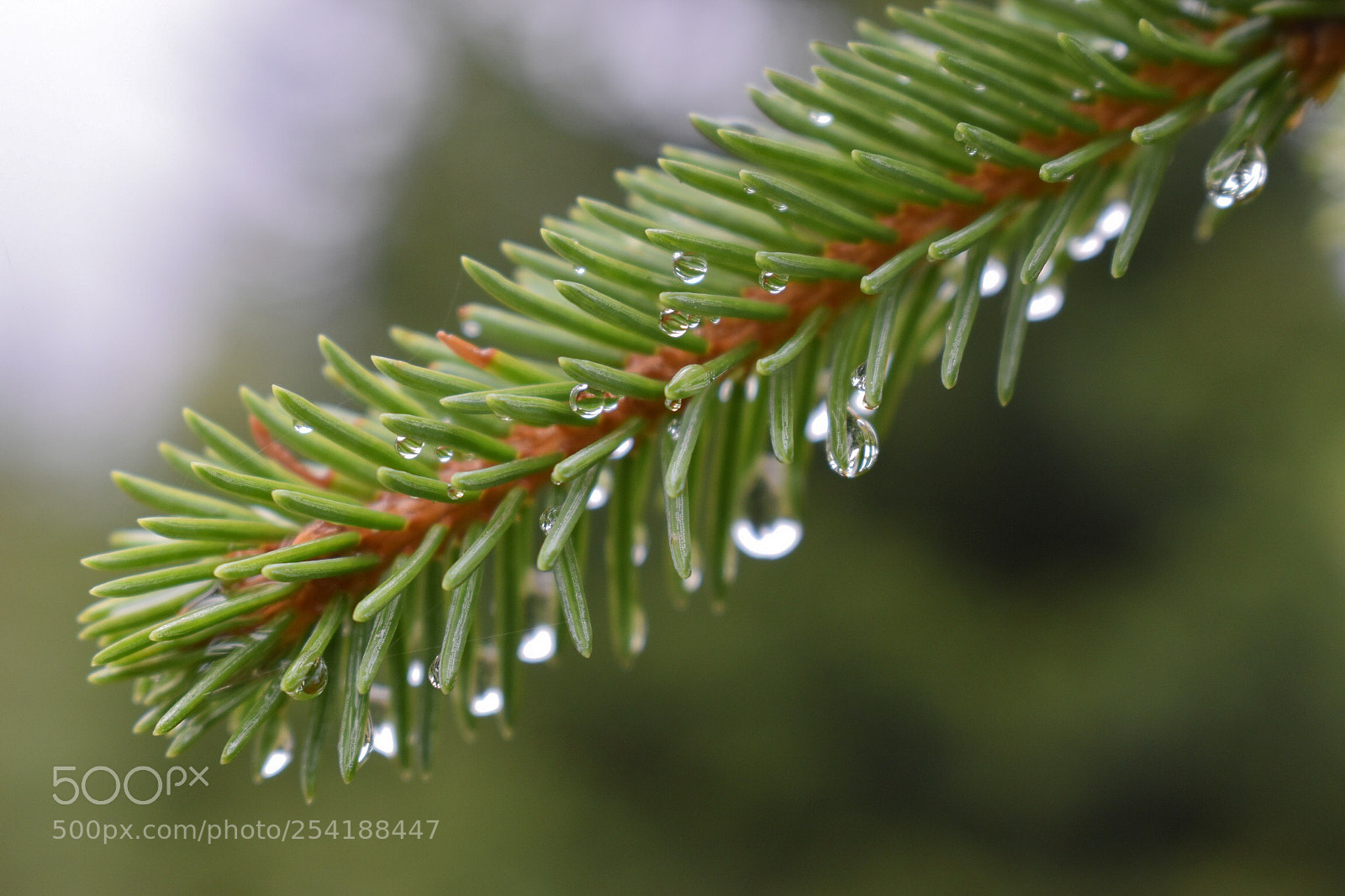 Nikon D5500 sample photo. Dewy photography