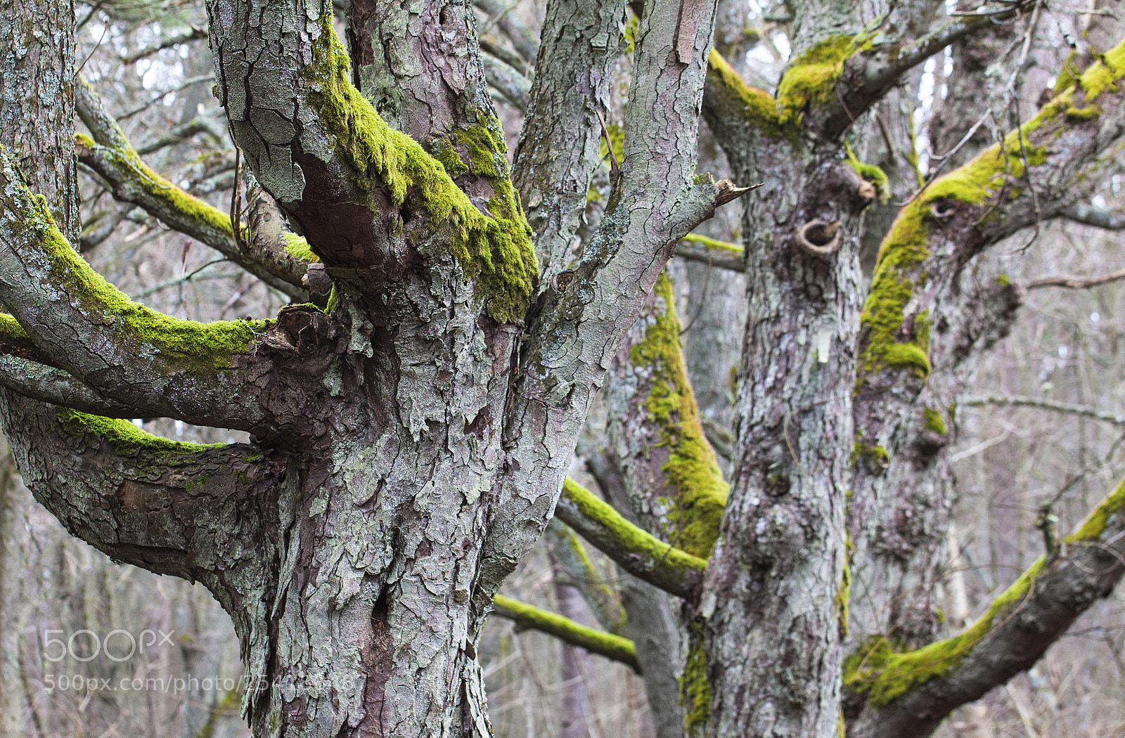 Canon EOS 500D (EOS Rebel T1i / EOS Kiss X3) sample photo. Old trees photography