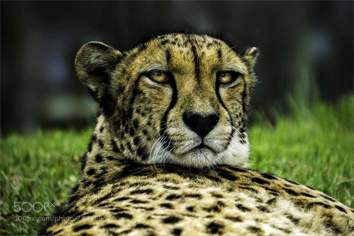 Sony a6000 sample photo. Gepard - cheetah photography