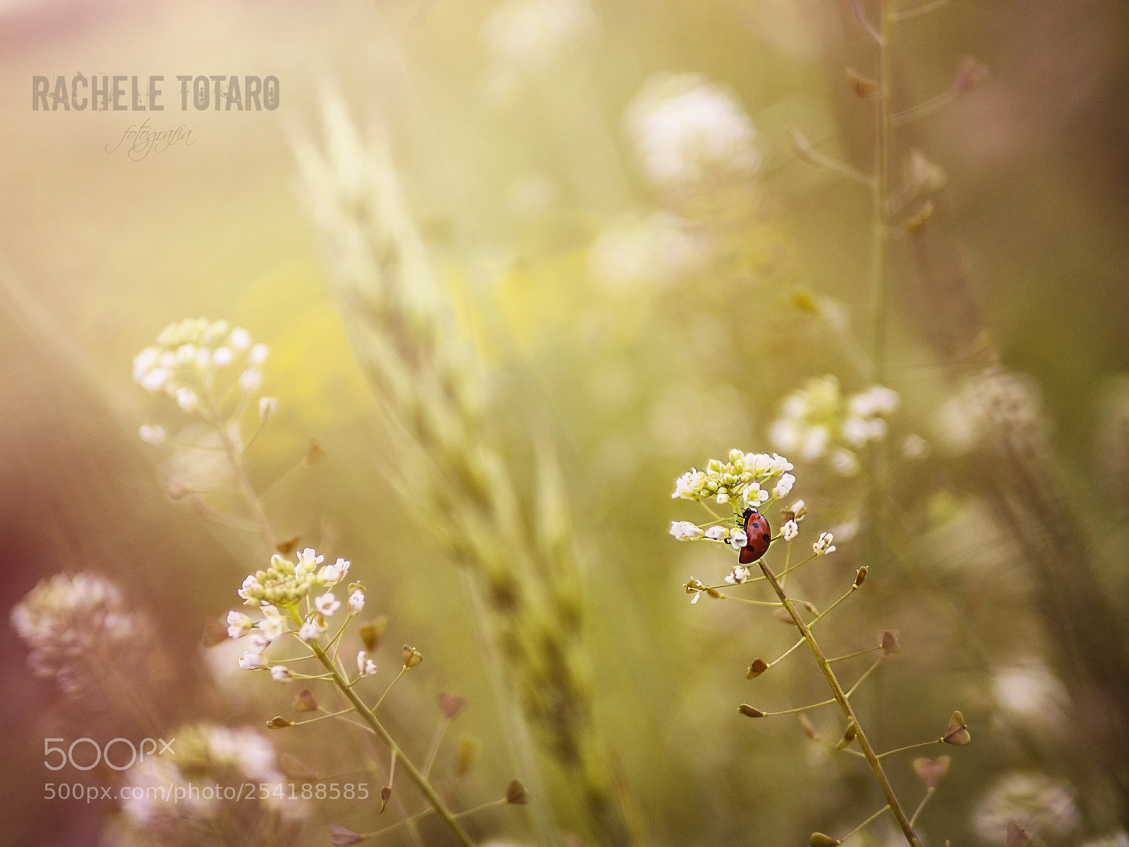 Olympus OM-D E-M10 II sample photo. Find your own lucky photography