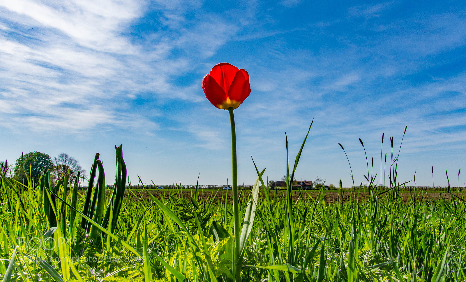 Nikon D7200 sample photo. Lonely tulip photography