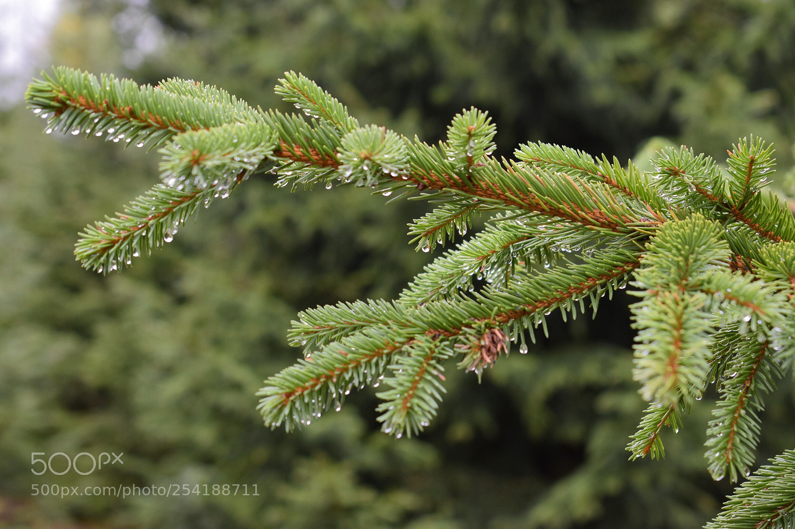 Nikon D5500 sample photo. Green photography