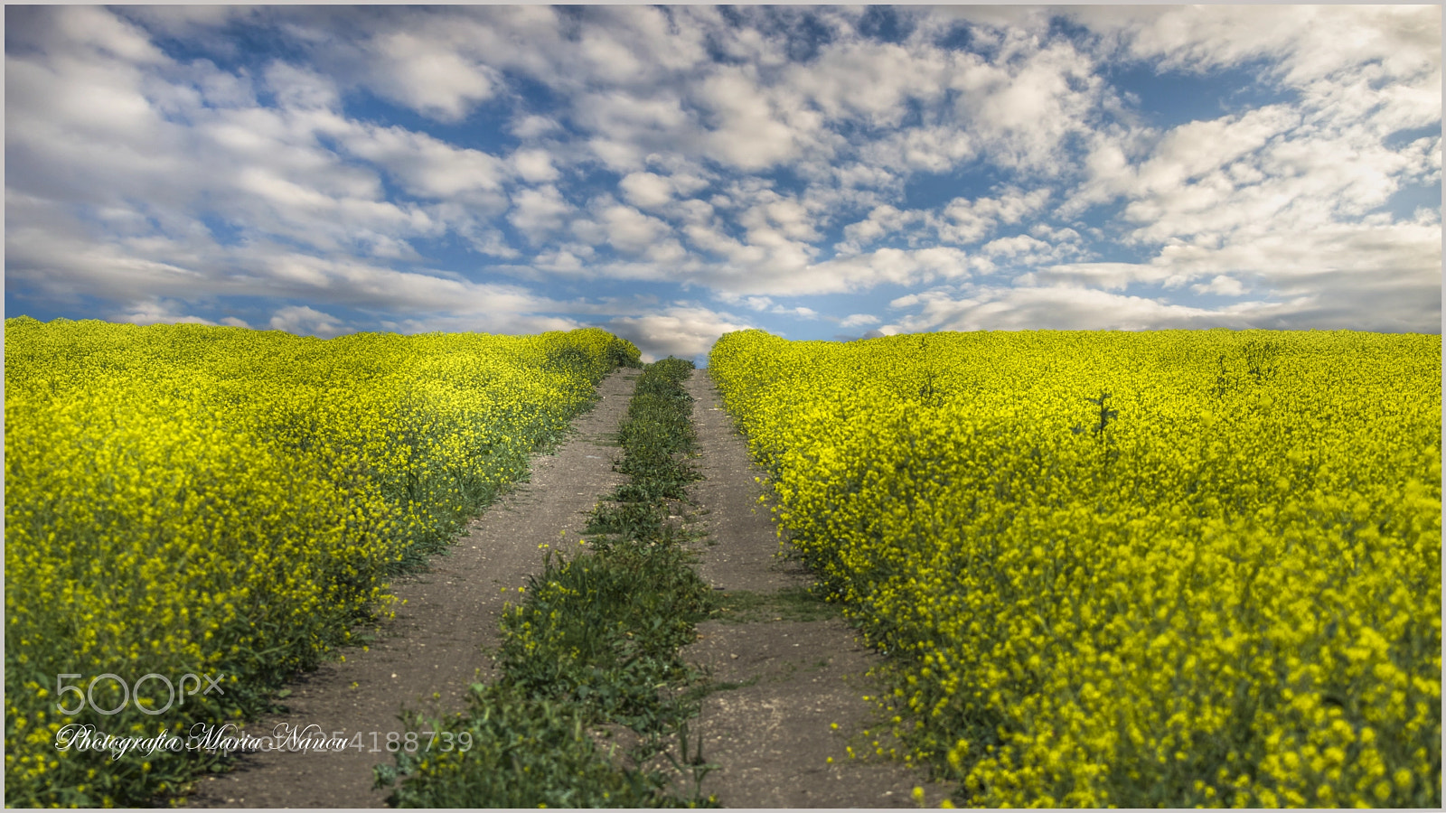 Nikon D7200 sample photo. Spring photography