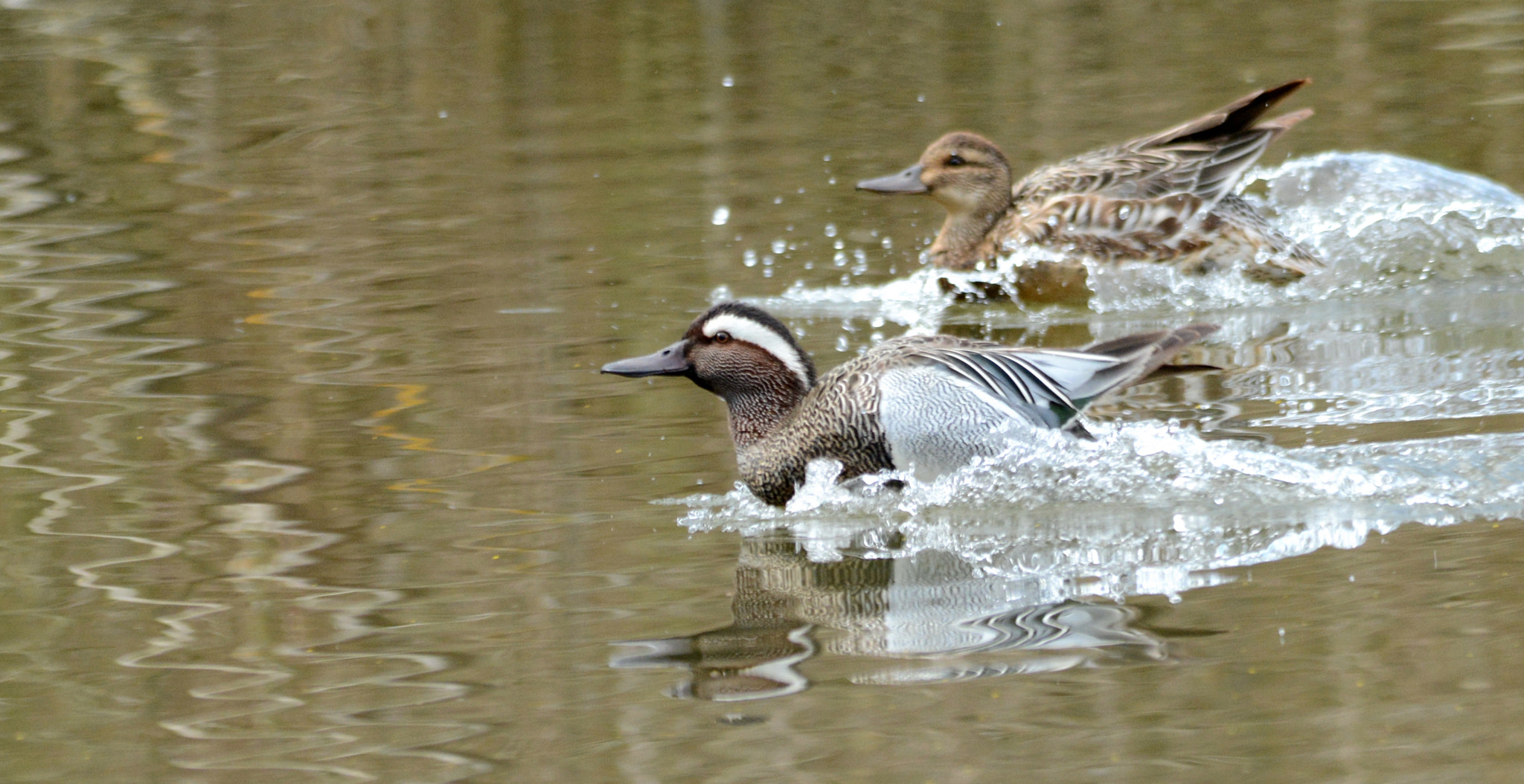 Nikon D7100 + Sigma 150-500mm F5-6.3 DG OS HSM sample photo. Garganey photography