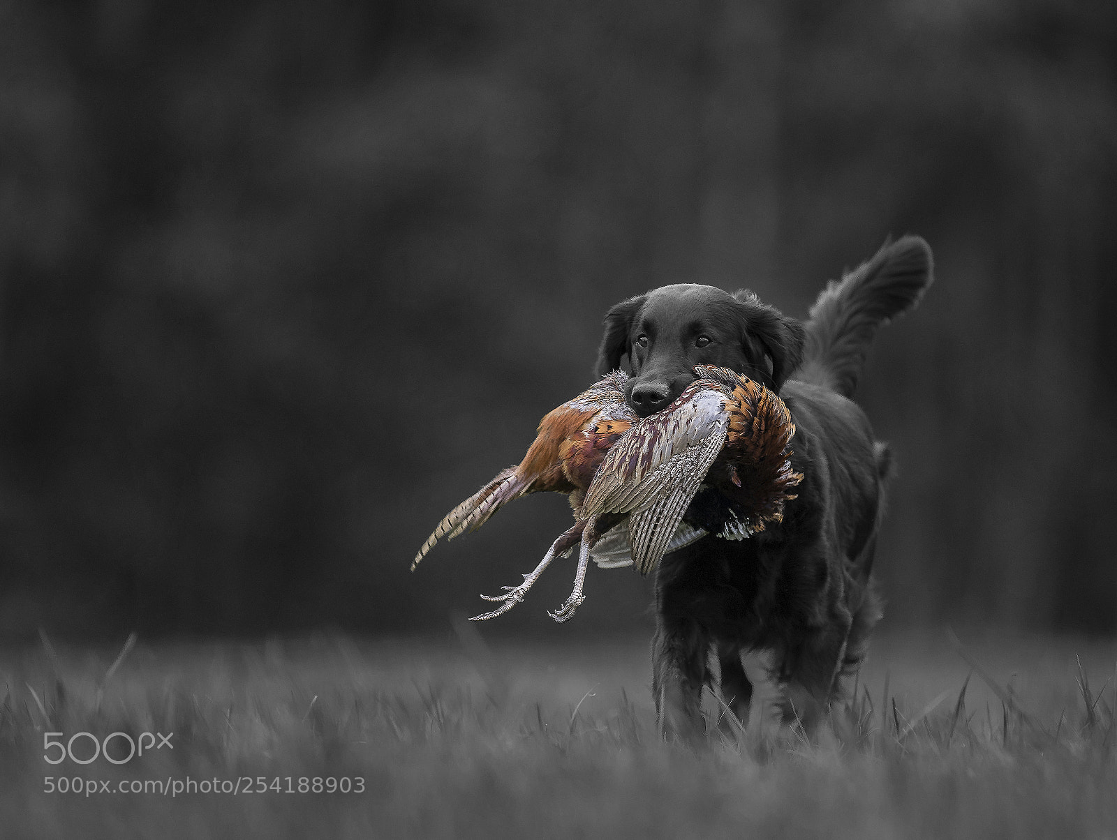 Nikon D5 sample photo. Flatcoated retriever photography