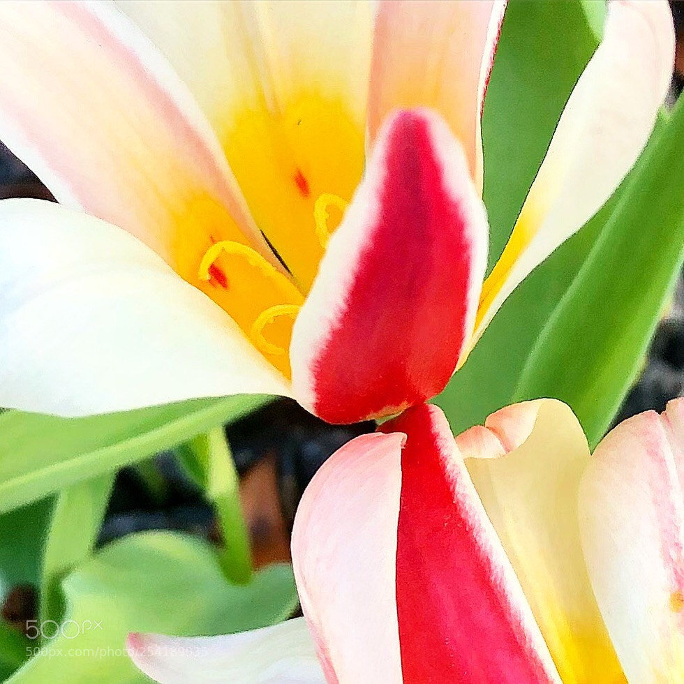 Apple iPhone 8 Plus sample photo. Flower in april photography