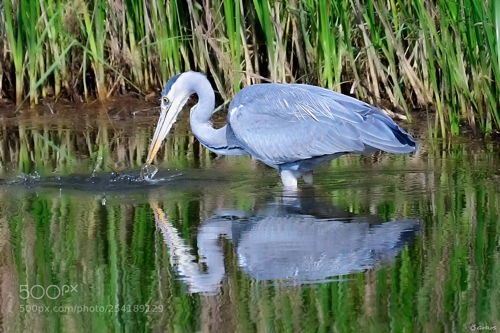 Nikon D500 sample photo. Touché (ardea cinerea) photography
