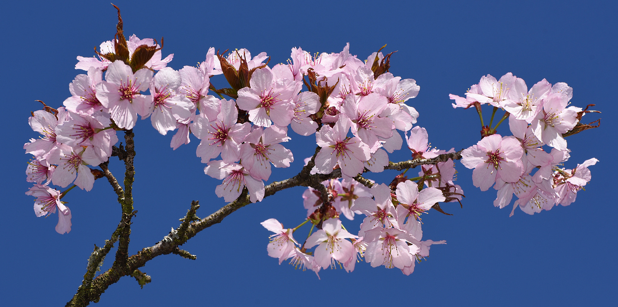 Nikon D750 sample photo. Cherry blossoms photography