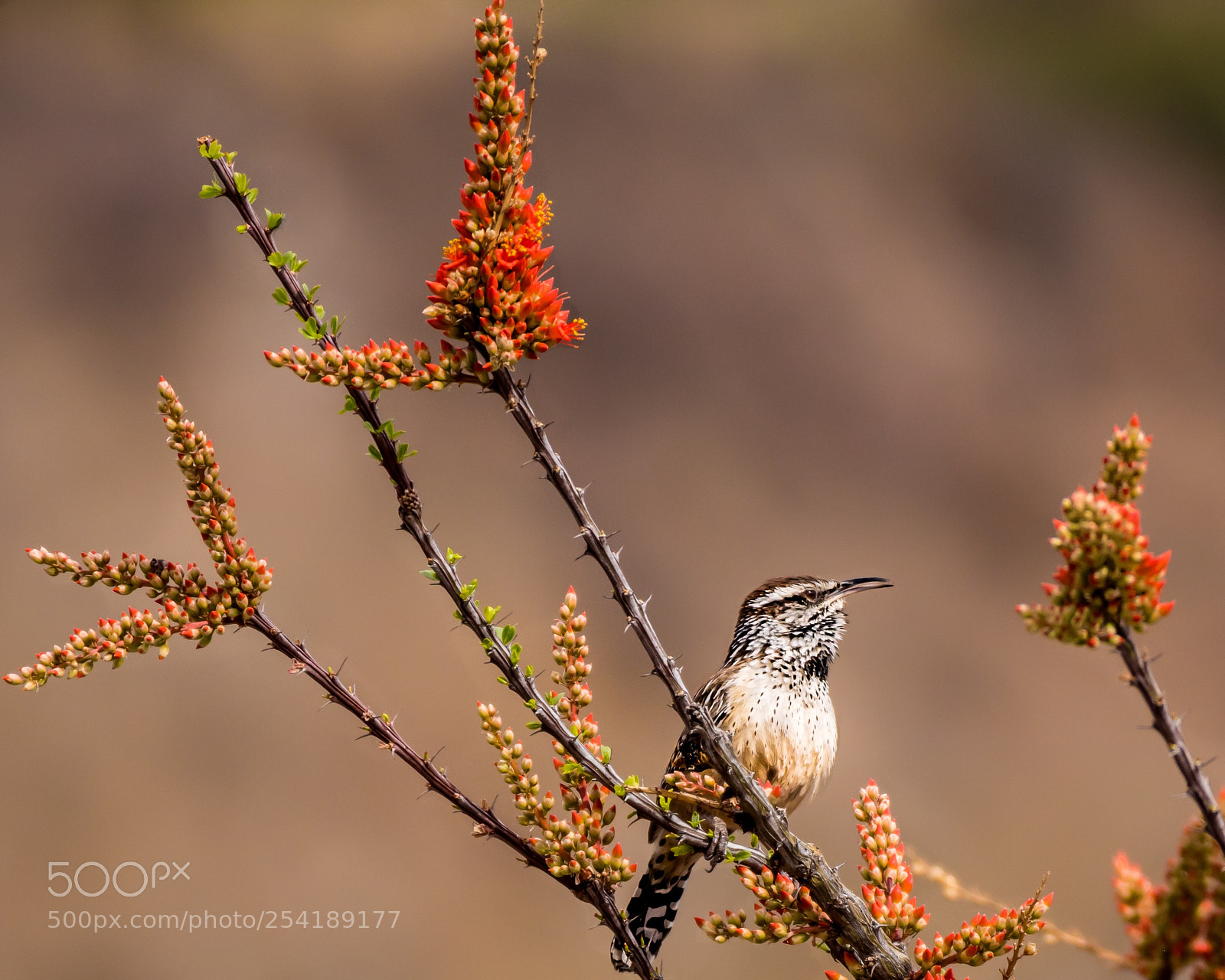 Panasonic Lumix DC-G9 sample photo. Cactus wren photography