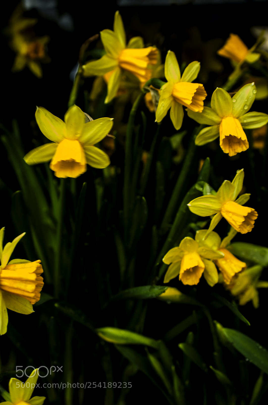 Nikon D700 sample photo. Narcissus blooming in the photography