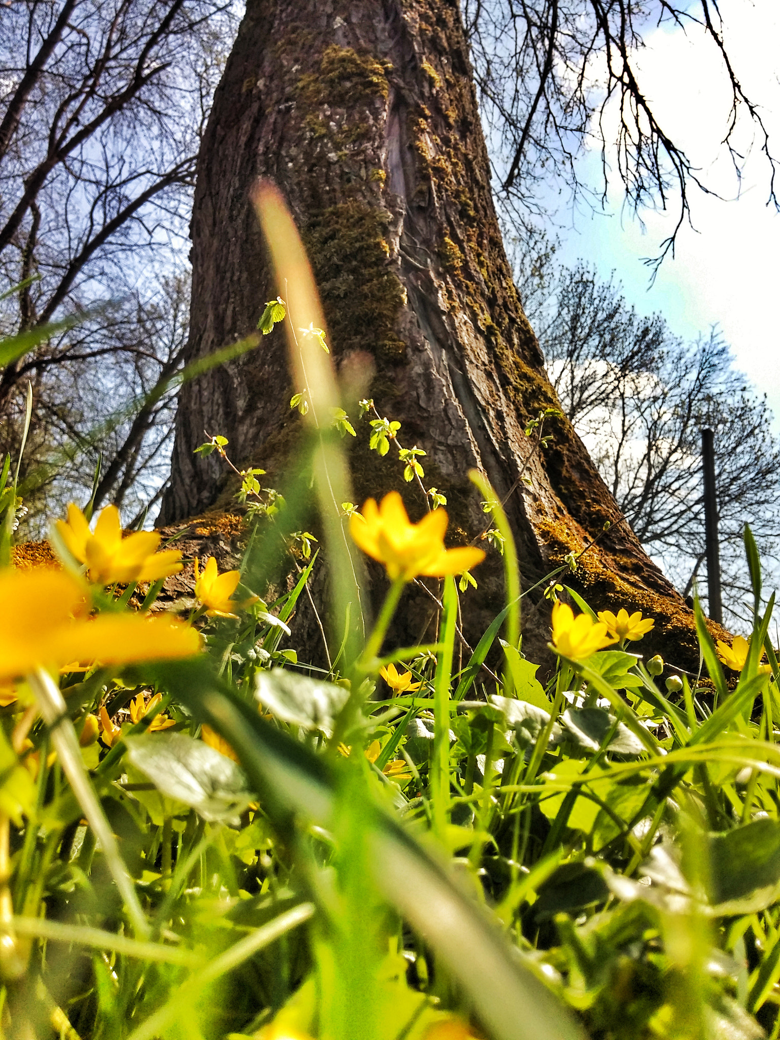 LG G2 sample photo. Img_20180418_131451-01.jpeg photography