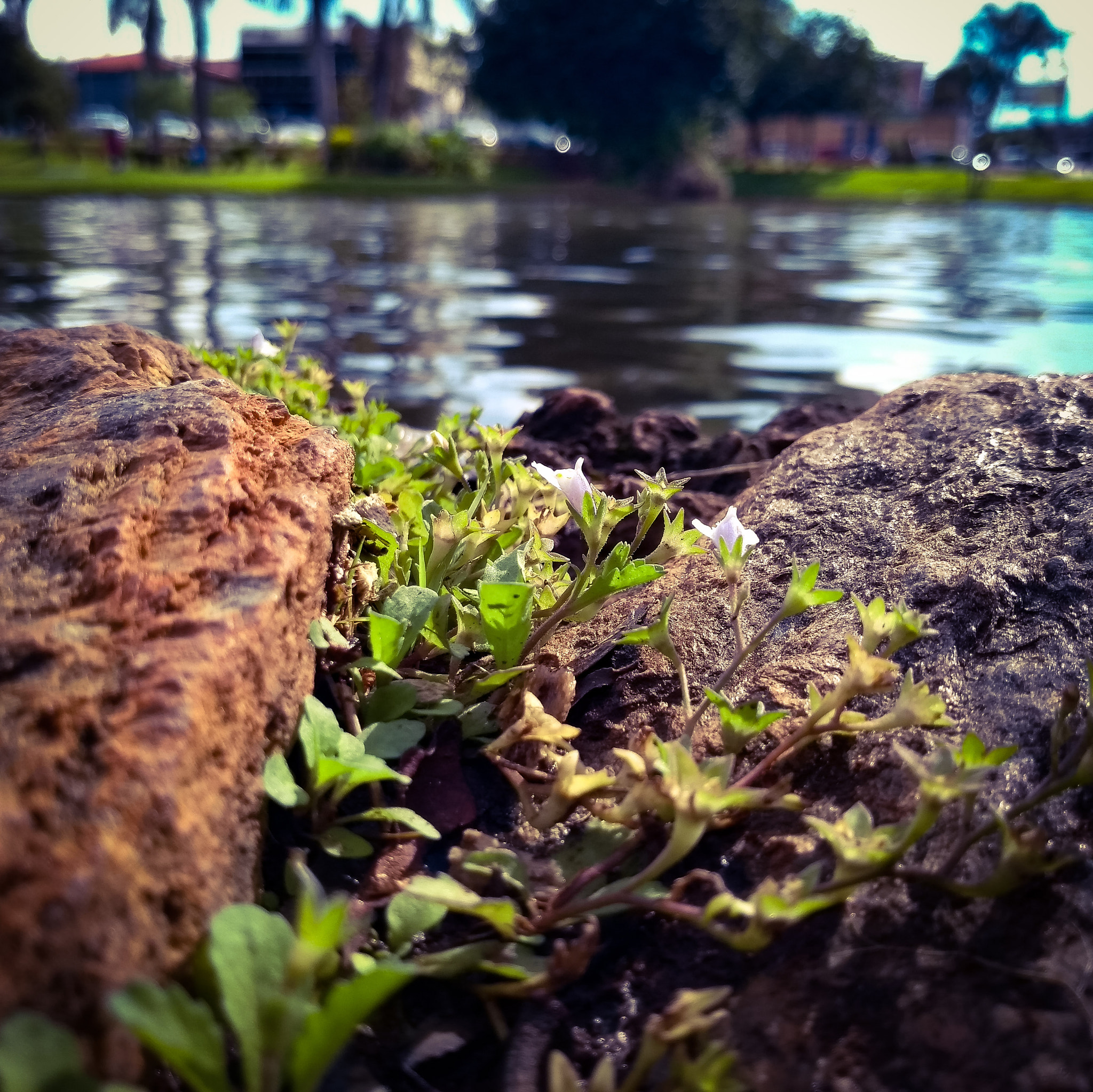 Motorola Moto G (5S) sample photo. Details lakeside photography