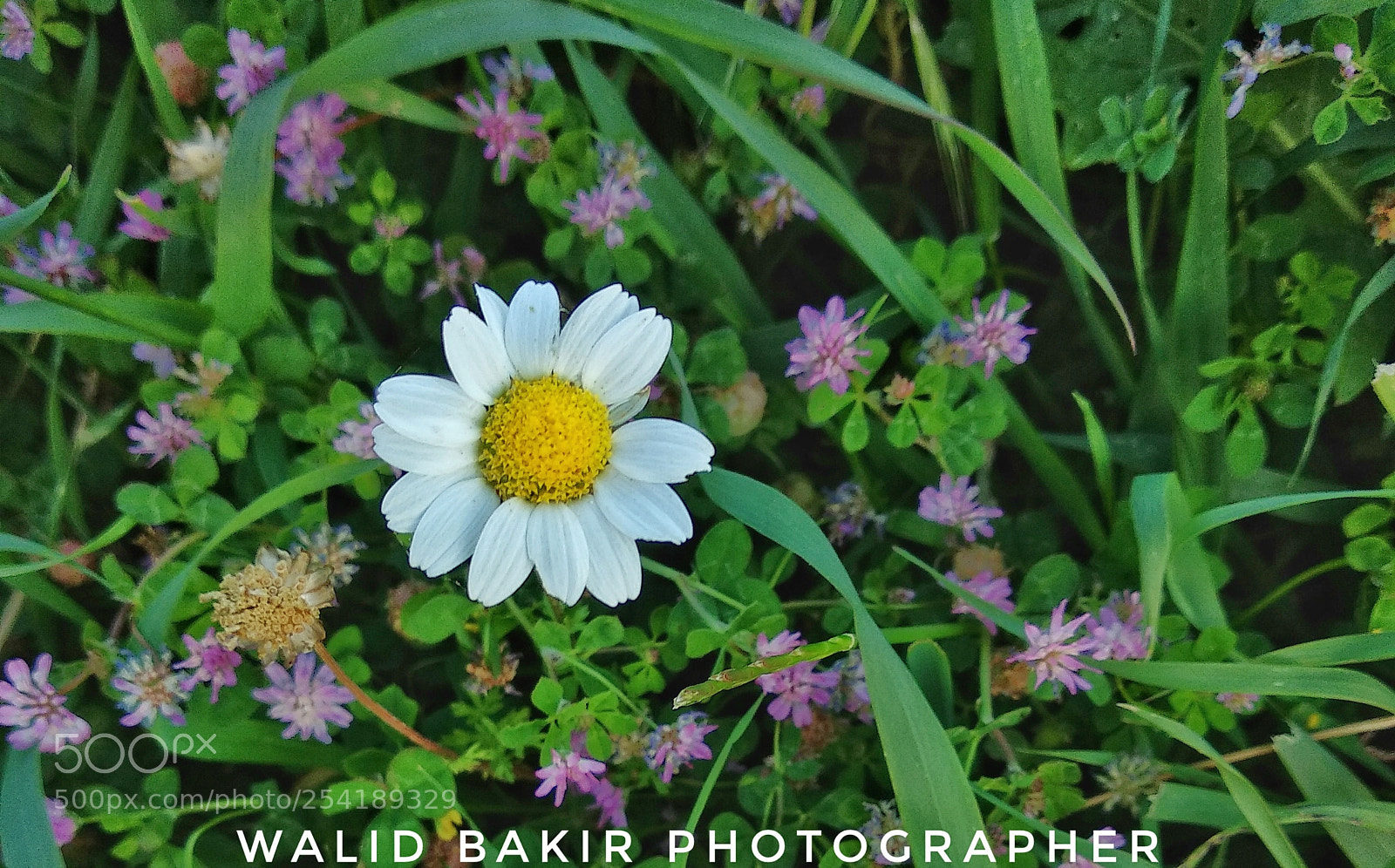 Xiaomi Mi A1 sample photo. White flower photography