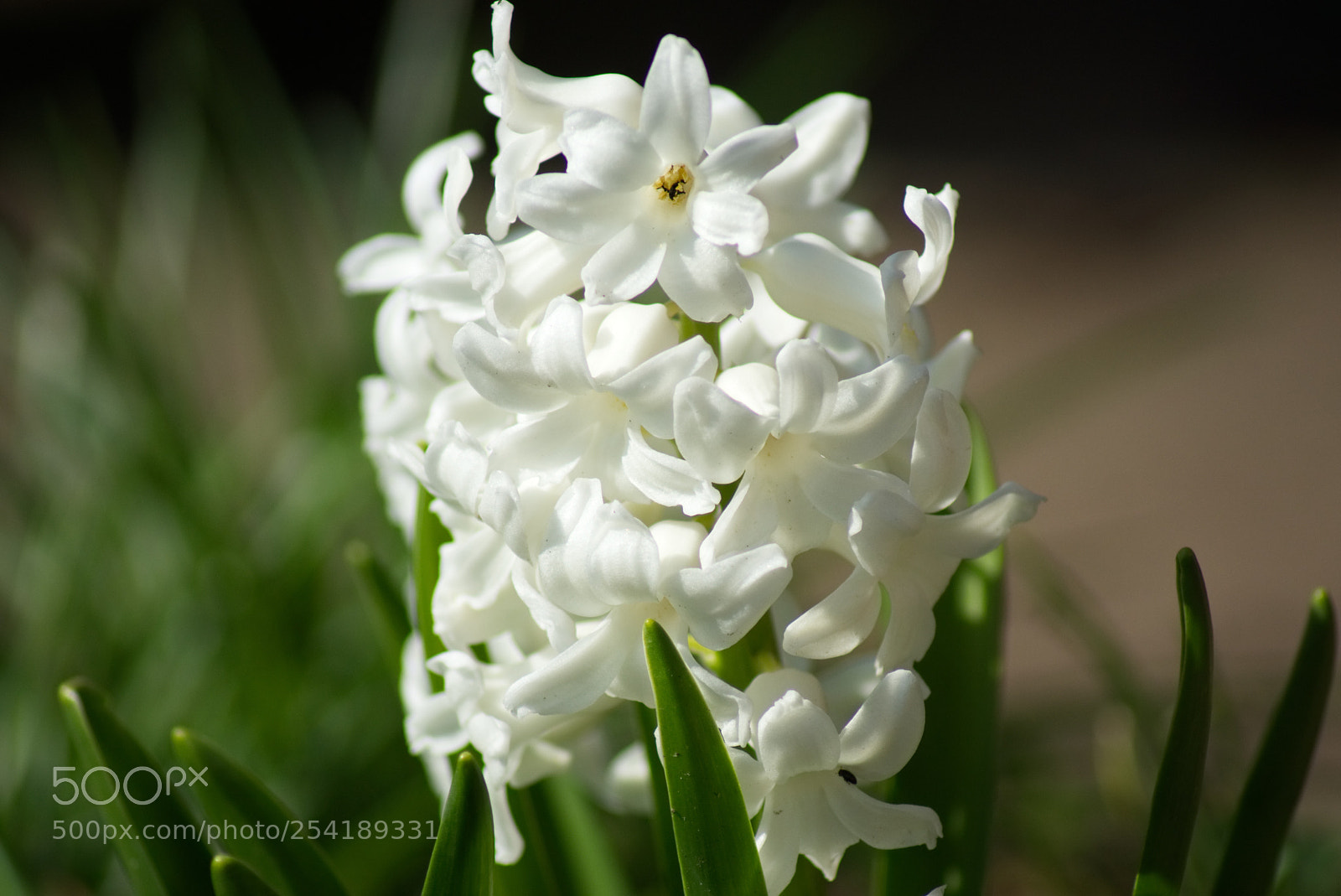 Sony SLT-A77 sample photo. White hyacinth photography
