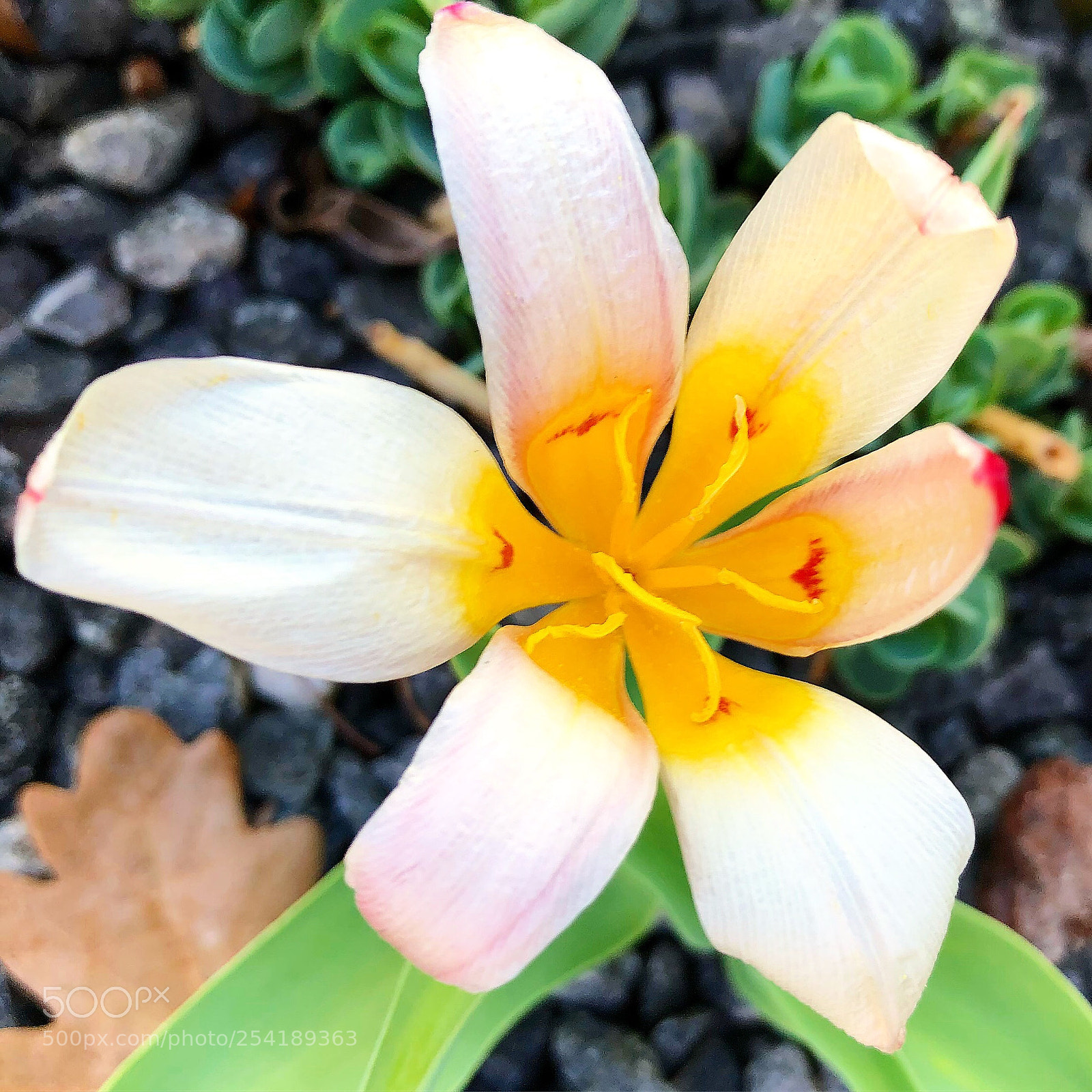 Apple iPhone 8 Plus sample photo. Lovely flower  photography