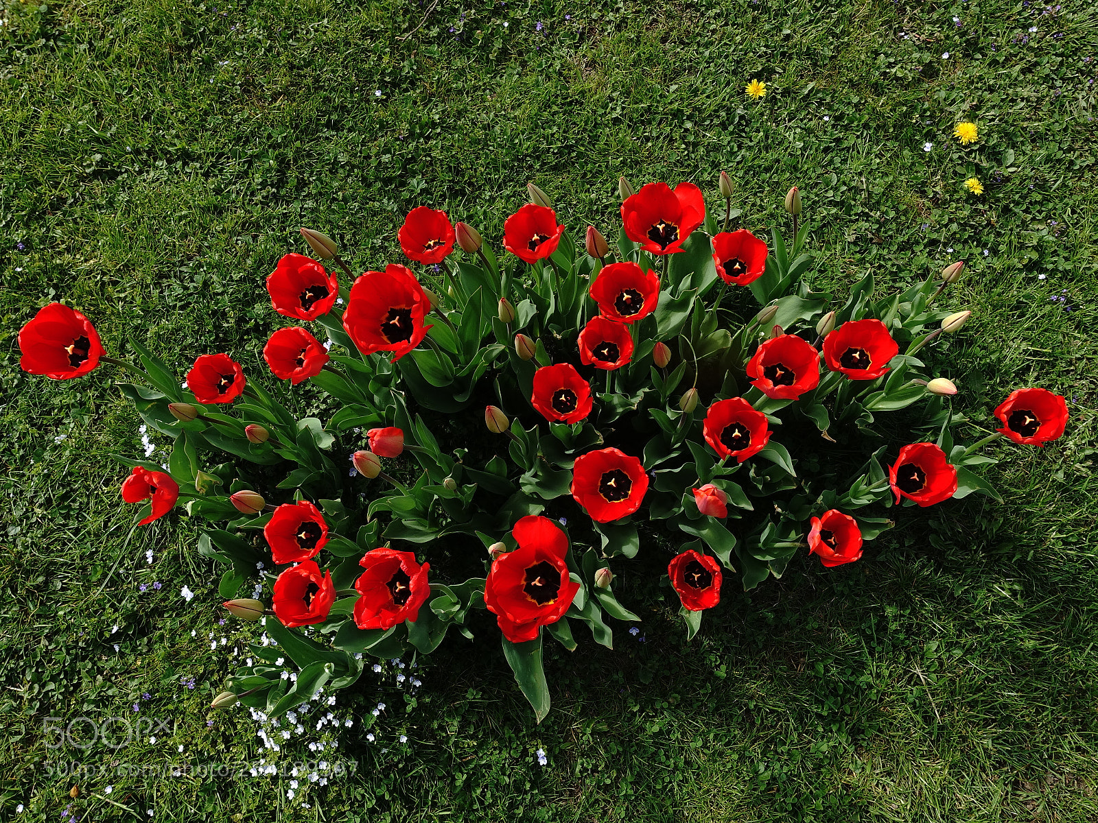 Sony Cyber-shot DSC-RX100 III sample photo. Tulpenbeet photography