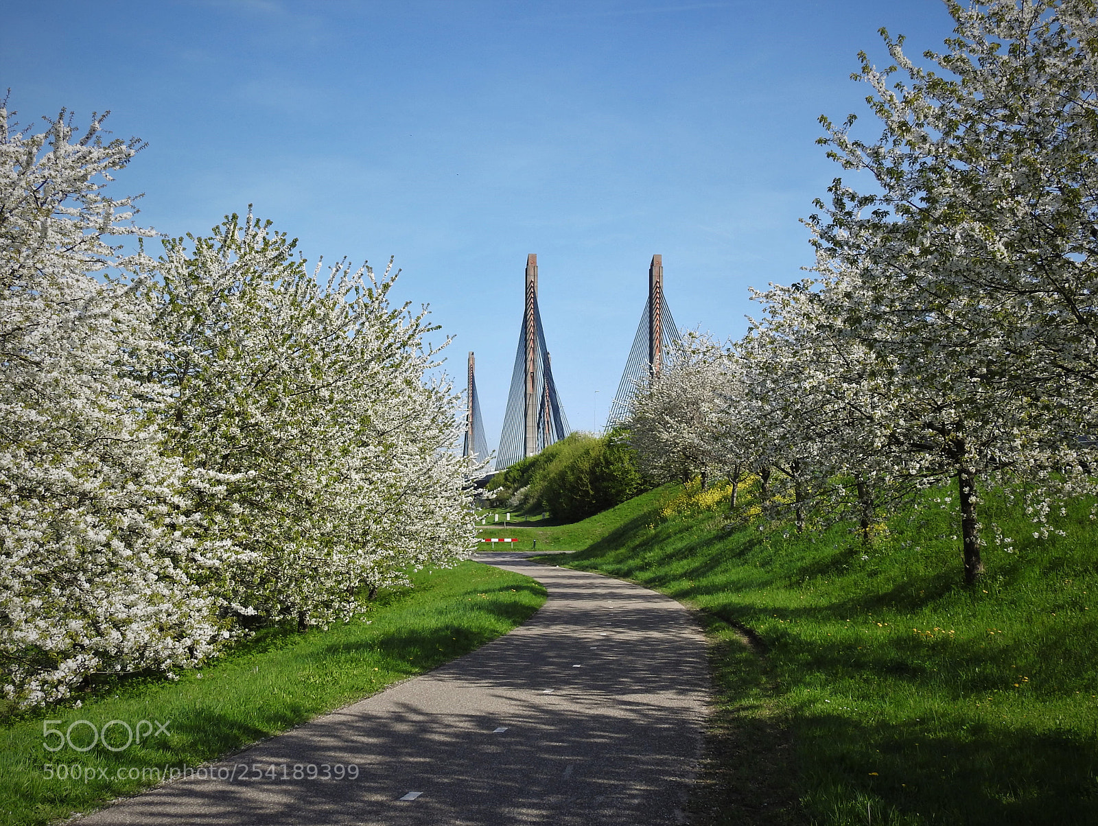 Nikon Coolpix P900 sample photo. Bridge between the blossom... photography