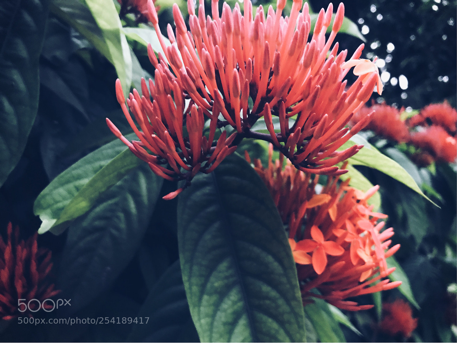 Apple iPhone 7 sample photo. Blossom photography