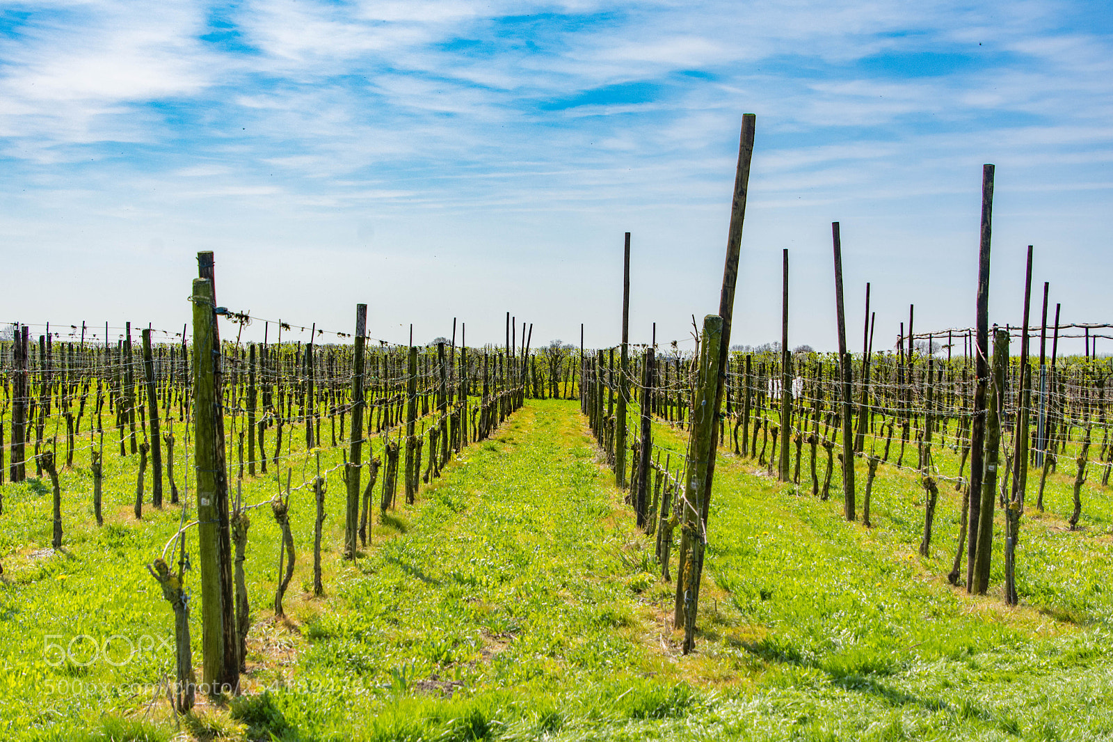 Nikon D7200 sample photo. Wineranks in flat holland photography