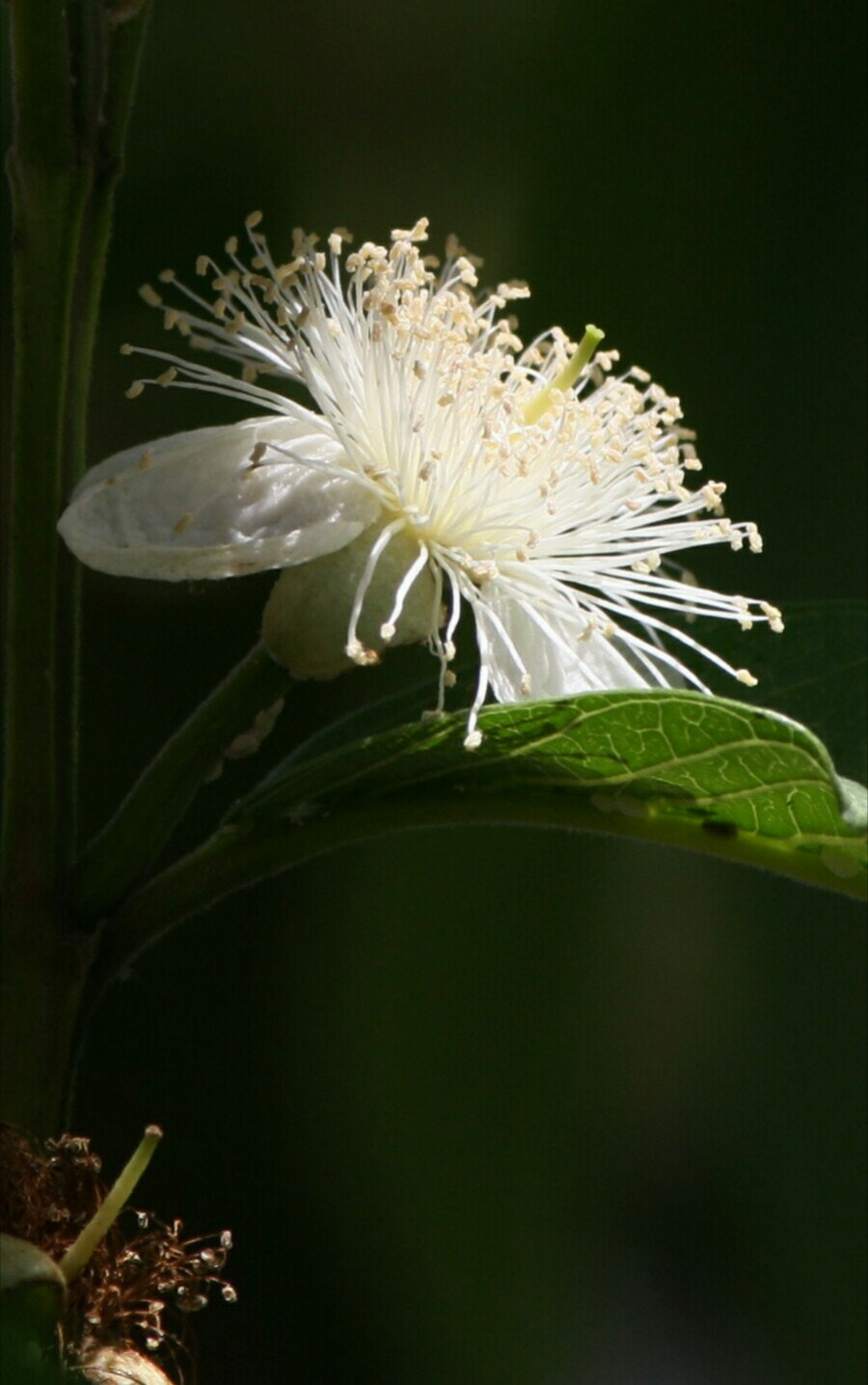 Canon EOS 1000D (EOS Digital Rebel XS / EOS Kiss F) sample photo. #guava_flower
#dehradun
#canoneos1000d #lens55_250mm

#www_photography photography