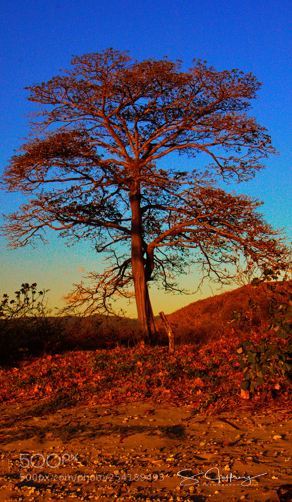 Canon EOS 50D sample photo. Golden hour tree photography