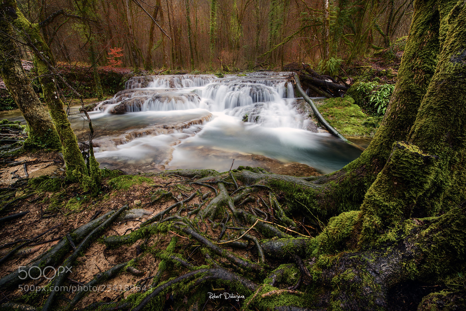 Nikon D810 sample photo. River in undergrowth photography