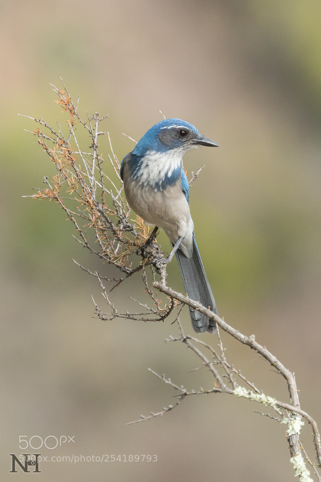 Canon EOS 7D Mark II sample photo. California scrub jay, enjoying photography