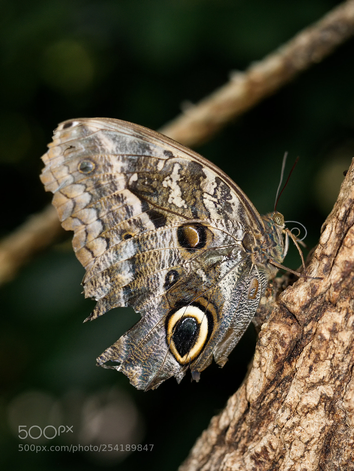 Panasonic DMC-G70 sample photo. Butterlfly photography