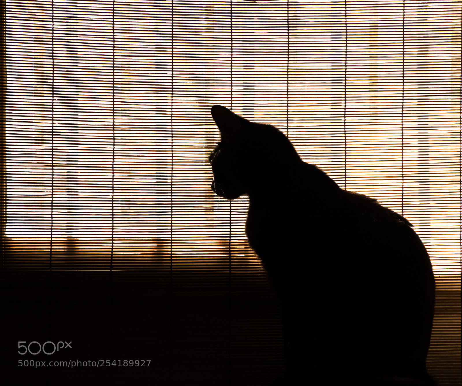 Nikon D7100 sample photo. Yiy photography